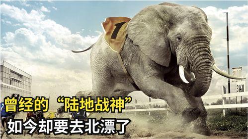 肥猪爆料虎子视频大全集,揭秘视频大全集背后的精彩故事  第2张 肥猪爆料虎子视频大全集,揭秘视频大全集背后的精彩故事  第2张